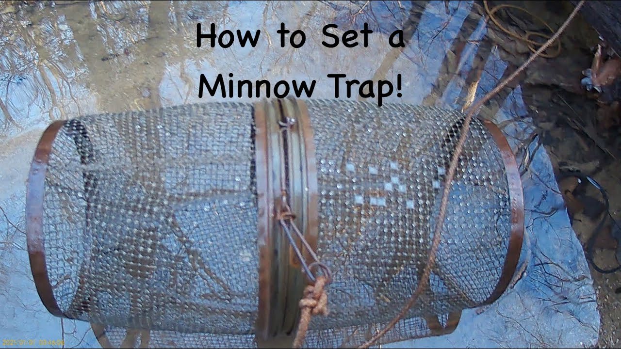 How to Set a Minnow Trap! YouTube