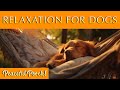 Soothing Music for Dogs 🐶 Gentle Ambience for Peaceful Pooches