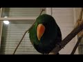 What it is like having a eclectus parrot!🦜🦜🦜