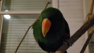 What it is like having a eclectus parrot!