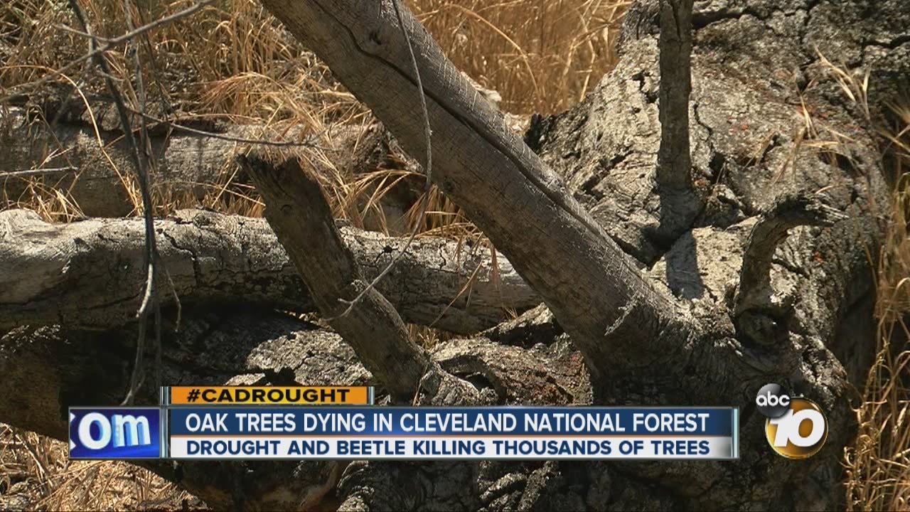 Oak trees dying in Cleveland National Forest YouTube