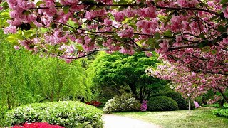 Relaxing, Calming, Feel Happy With the Beautiful Garden Diversity Flowers. Enjoy a  Pretty Nice Time