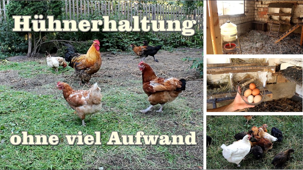 Hühnerhaltung ohne viel Aufwand
