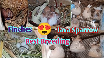 Sparrow Java Colony Breeding progress 🐤 Finches breeding Progress @Havenandhaven