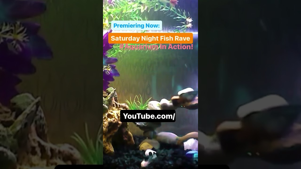FISH RAVE  
