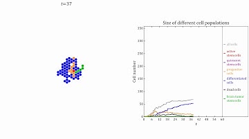 Cellular automata: neurosphere developent, tumorous growth, hexagonal lattice