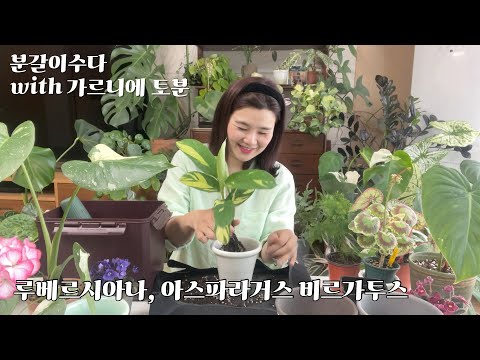 “물시중 힘들다면! 유약분”_ 루베르시아나, 아스파라거스 비르가투스 분갈이수다 with 가르니에토분