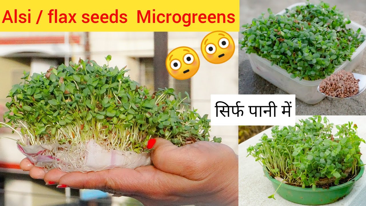 बिना मिट्टीसिर्फ पानी में अलसी कैसे उगाएँ।grow flax seeds Microgreens