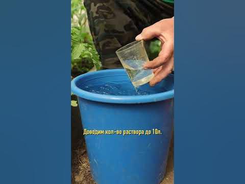100% завязь у томатов по простому рецепту - YouTube