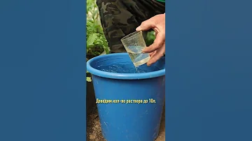 100% завязь у томатов по простому рецепту