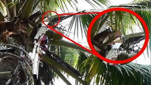 গাছ থেকে নারকেল পাড়ছে রোবোট.-(AMAN STORY BANGLA)