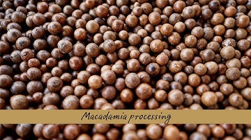Watch the macadamia nut processing journey