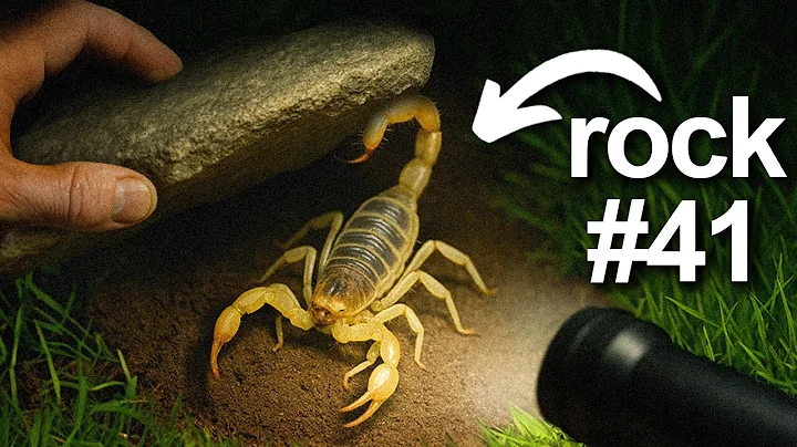 I Flipped 100 Rocks at Night, Here’s What I Found...