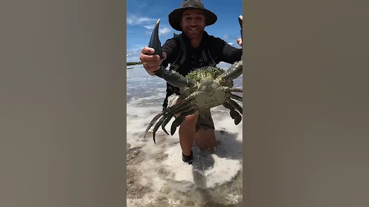 GIANT MUDCRAB barehanded catch for ISLAND SURVIVAL - DayDayNews