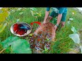 Super Betta Fish Catch Up By Fisherman, Amazing Super Color Beta Fish