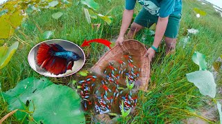 Super Betta Fish Catch Up By Fisherman, Amazing Super Color Beta Fish