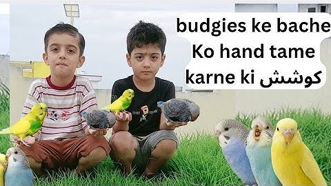 Budgies ke bache ko hand tame karne ki کوشش ❣️ java bird ka paon tot gaya😭