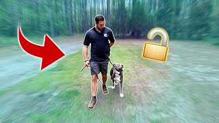 Unlock Your Dog's Focus with These Eye Contact Drills! | DownStay & Heeling Eye Contact Drills