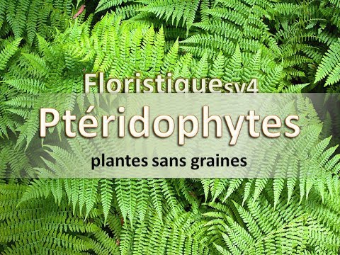 Vidéo: Lesquels des éléments suivants sont des ptéridophytes microphylles ?