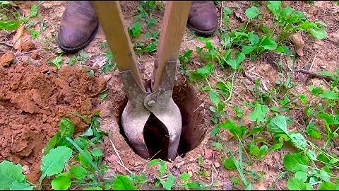 How to Plant a Scrape Tree for Deer Hunting