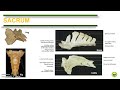 Comparative Anatomy (Vertebrae, Ribs and Sternum)