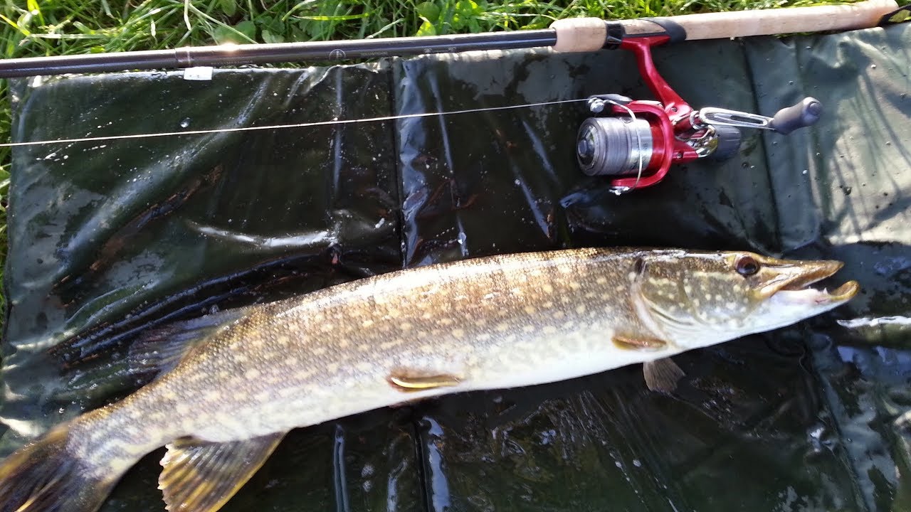 Lure fishing Spinning for Pike on the Canal in Dublin 