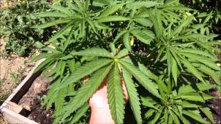OUTDOOR WEED GARDEN 50-55 DAYS. XXX GDP & BLUE DREAM - ANONYMOUS GROWER