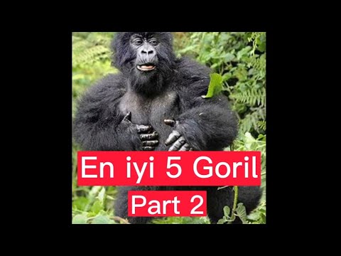 En iyi 5 Goril 2. Bölüm