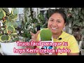 Truco fácil  para que La Hoya Kerrii crezca rápido, Cuidados, trasplante y propagación