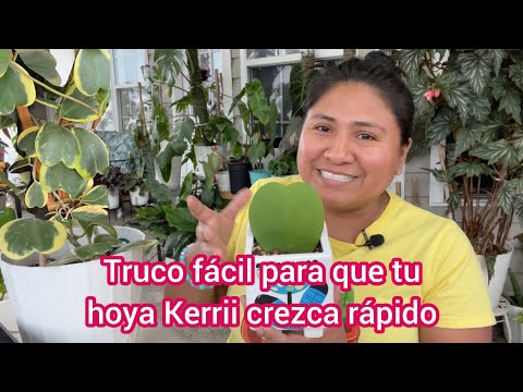 Video: Sweetheart Hoya Care - Cómo cultivar una planta de cera Sweetheart en interiores