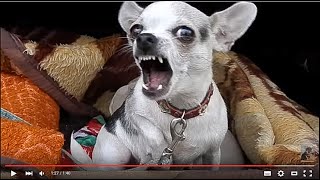 ТАКУЮ НЕ ПОГЛАДИШЬ! Чихуахуа охраняет щенков. Odessa. ТАКУЮ НЕ ПОГЛАДИШЬ! Чихуахуа охраняет щенков. Odessa.