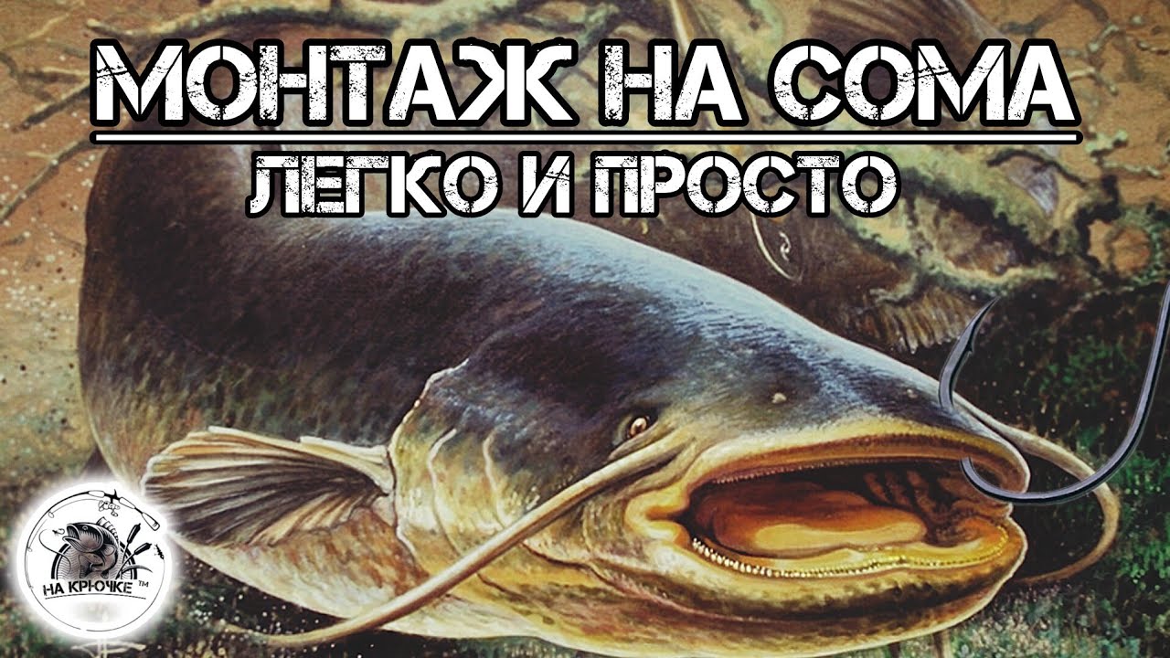 Монтаж для ловли сома с берега с подводным поплавком. #рыбалка #fishing ...