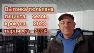 Выгонка тюльпана, гиацинта, нарцисса, крокуса  к 8 марта