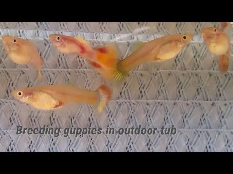 breeding-and-raising-guppies-in-outdoor-tub---summer-2019-(part-#1)