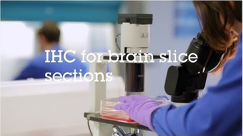 IHC for brain slice sections video protocol