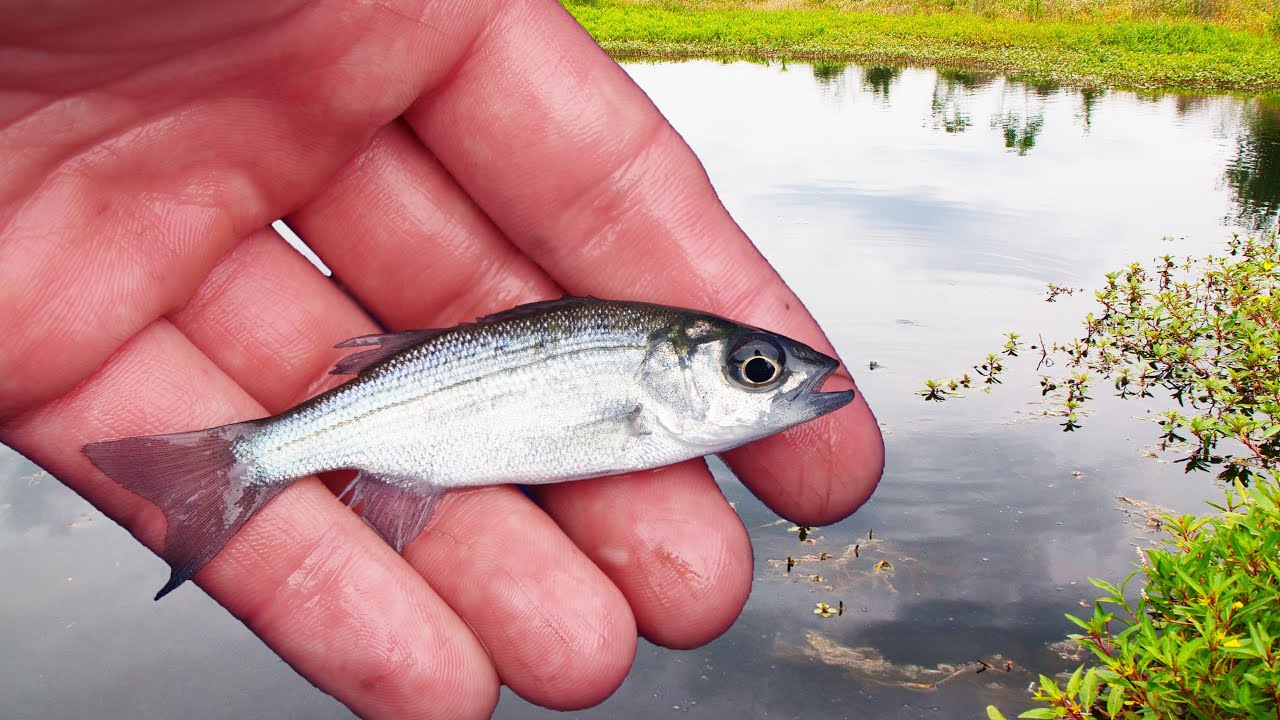 Stocking Aggressive Fish in the New Pond! 