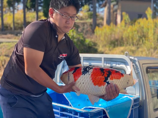 Shintaro Parent Harvest 2020!! Special Koi!!