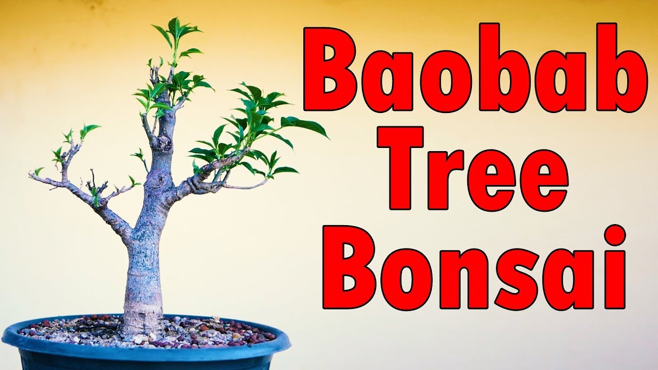 Baobab Tree Bonsai Kalpavriksha Care African Baobab Tree Hindi Urdu Youtube