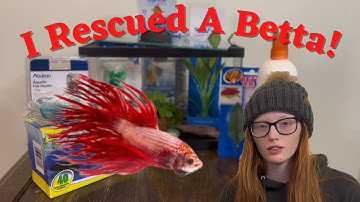 Very Sick Betta | Aquarium Setup To Save Him!