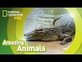 Saltwater Crocodile Behavior and Habitat