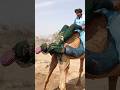 الفتاة التي تركب الجمل في ورطة كبيرة وتحاول الخروج