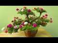 Bonsai Hoa Mười Giờ Dáng Rồng Đẹp Tuyệt Vời Với Cách Làm Đơn Giản Nhất