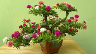 Portulaca Grandiflora | Moss Rose Bonsai With Great Beautiful Dragon Shape With The Simplest Way