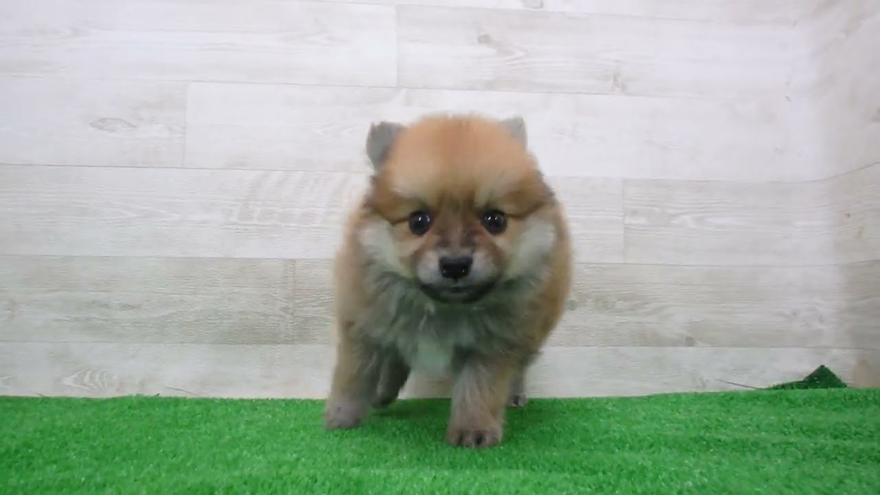 Coo&RIKU No.00747469 ポメラニアン - YouTube