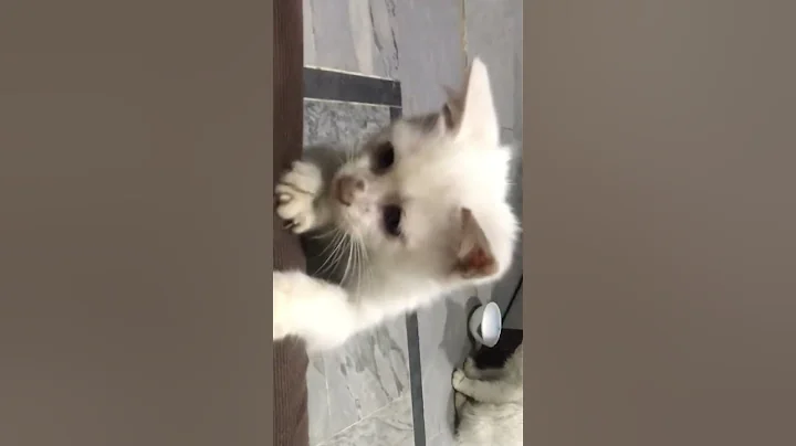 Video 11764001: kitten cutecat pets meow, cat meow pets cutecat, pets meow funny cutecat, cat kitten cutecat adorable, pets meow cute kitten, cat meowing kittens playing