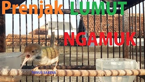 Prenjak Lumut Nembak Ngamuk gacor || the sound of birds of moss