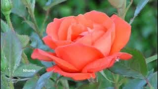 Richard Clayderman - Green Fields 🎶🌹