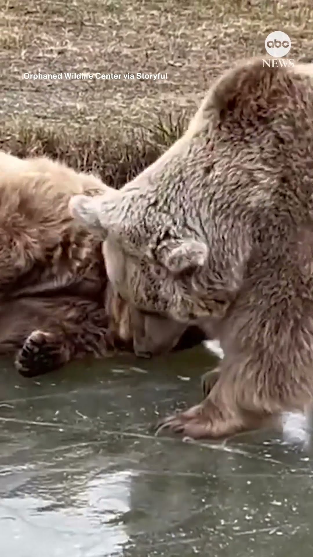 Bears enjoy frozen pond at NY sanctuary