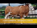 La Raza Simmental Criadero Villa Rosita - TvAgro por Juan Gonzalo Angel Restrepo