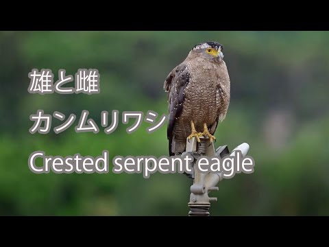 【雄と雌】カンムリワシ Crested serpent eagle